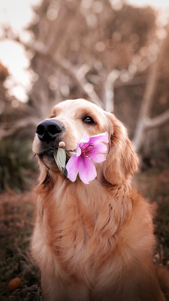 Photo by Celine Sayuri Tagami dog holding flower